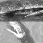 Warga Temukan Paus Sperma Terdampar di Pesisir Kolaka. Kondisi Luka dan Penuh Darah