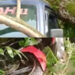 Dua Kendaraan Ringsek Usai Tertimpa Pohon Tumbang Di Wawotobi Konawe. Polisi Sebut Tak Ada Korban Jiwa