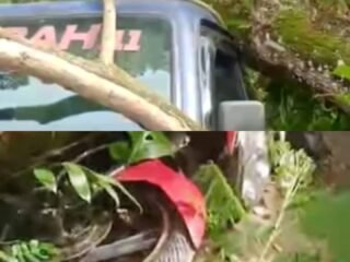 Dua Kendaraan Ringsek Usai Tertimpa Pohon Tumbang Di Wawotobi Konawe. Polisi Sebut Tak Ada Korban Jiwa