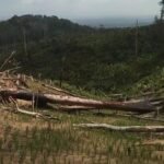 Warga Soroti Dugaan Pelanggaran Perusakan Hutan Taman Nasional Rawa Aopa Sultra. Desak Aparat Hukum Tindaki
